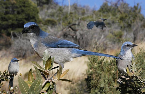 Western Scrub-Jay Aphelocoma californica