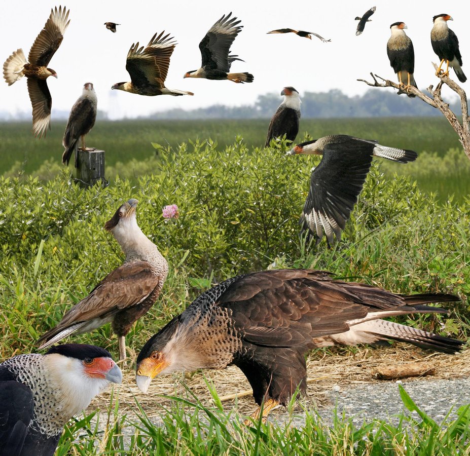 Crested Caracara 3