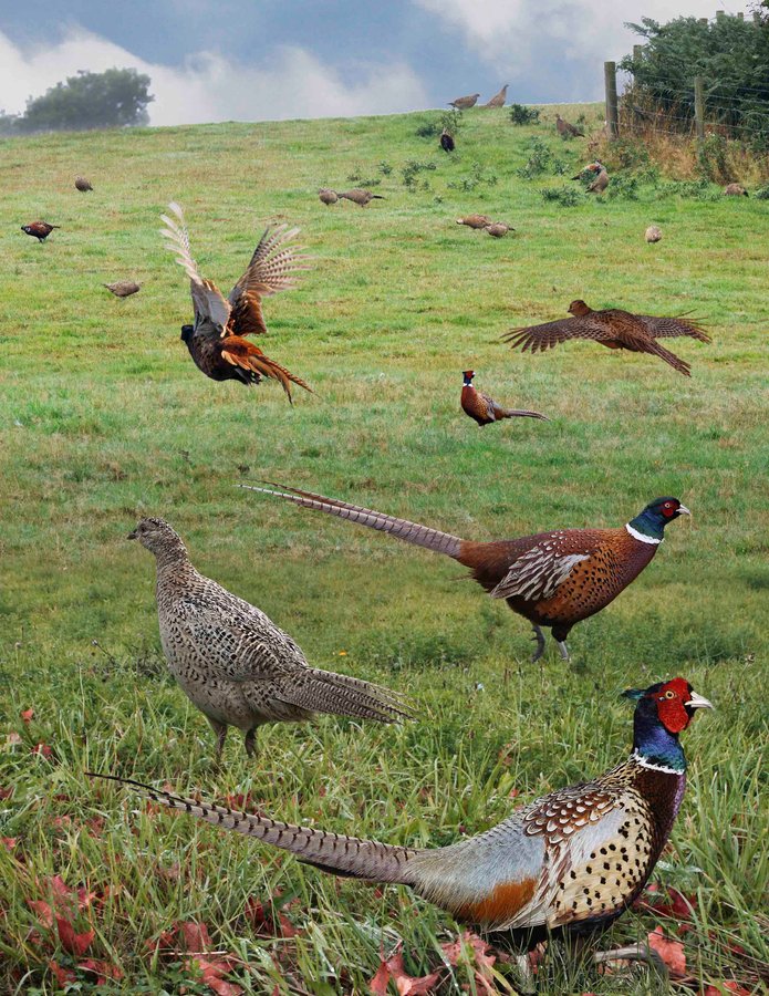 Ring-necked Pheasant 2