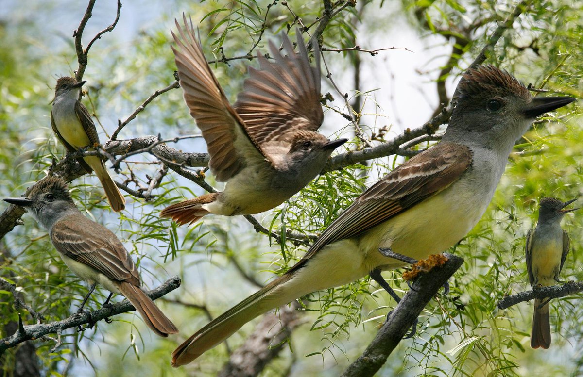 Brown-crested Flycatcher 1