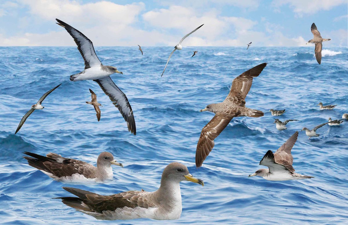 Cory's Shearwater 2
