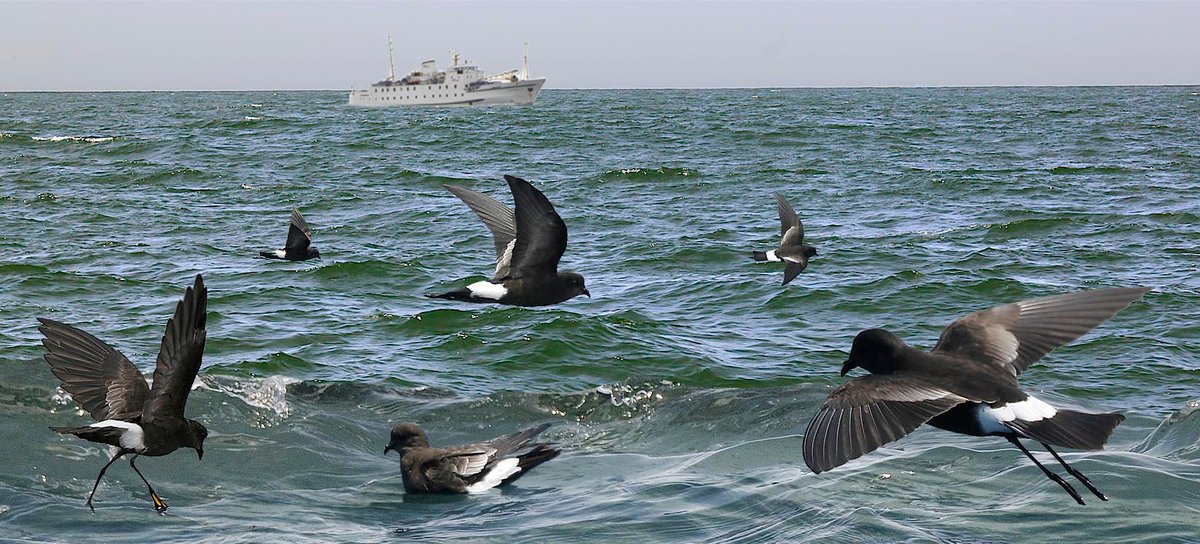 Wilson's Storm-Petrel 2