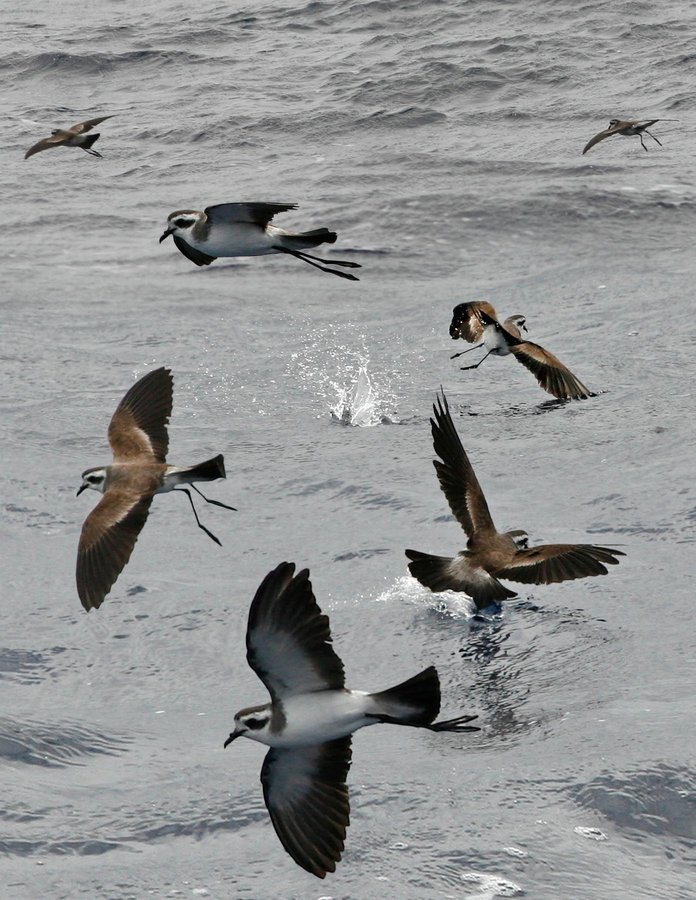 White-faced Storm-Petrel 1