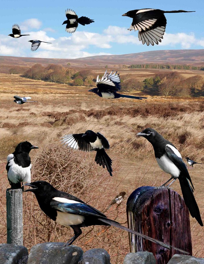 Black-billed Magpie 2