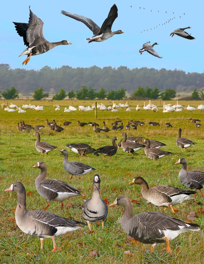 Greater White-fronted Goose 2