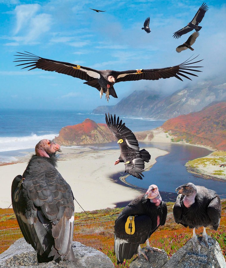 California Condor 2