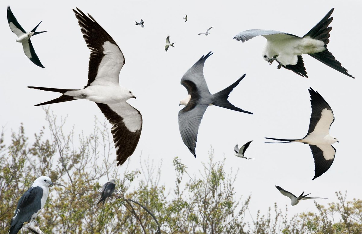Swallow-tailed Kite 3