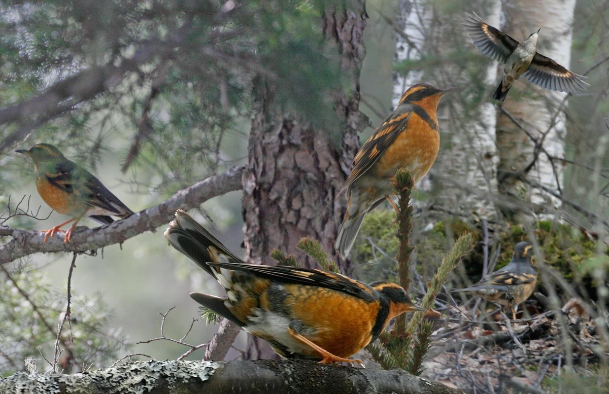Varied Thrush 1