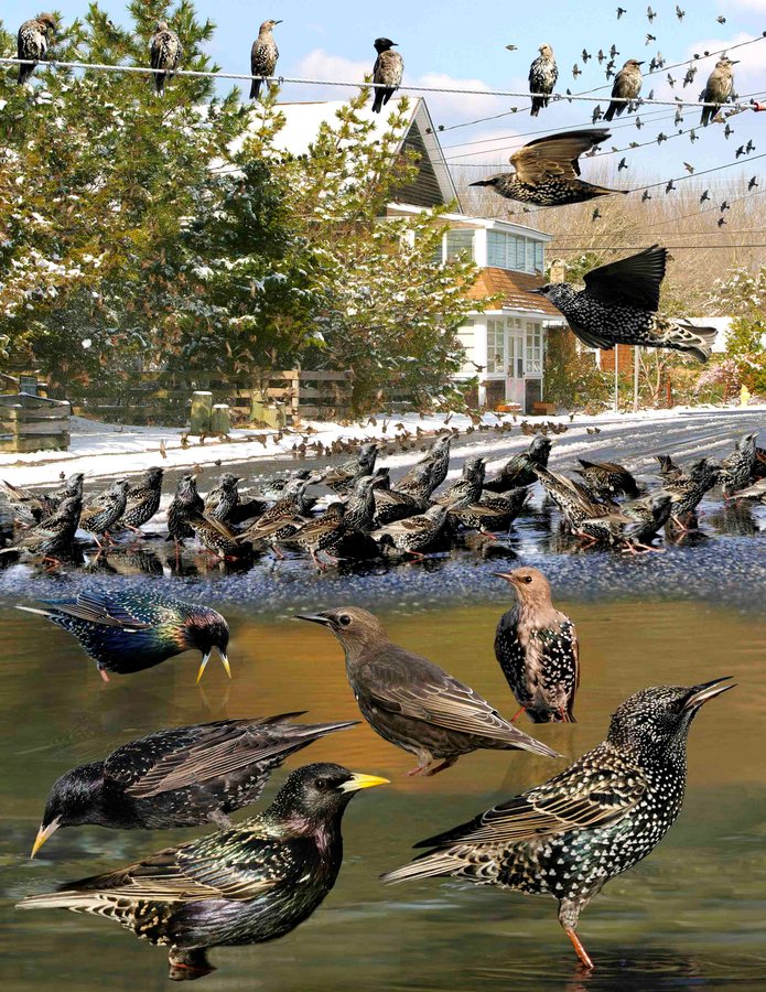 European Starling 2