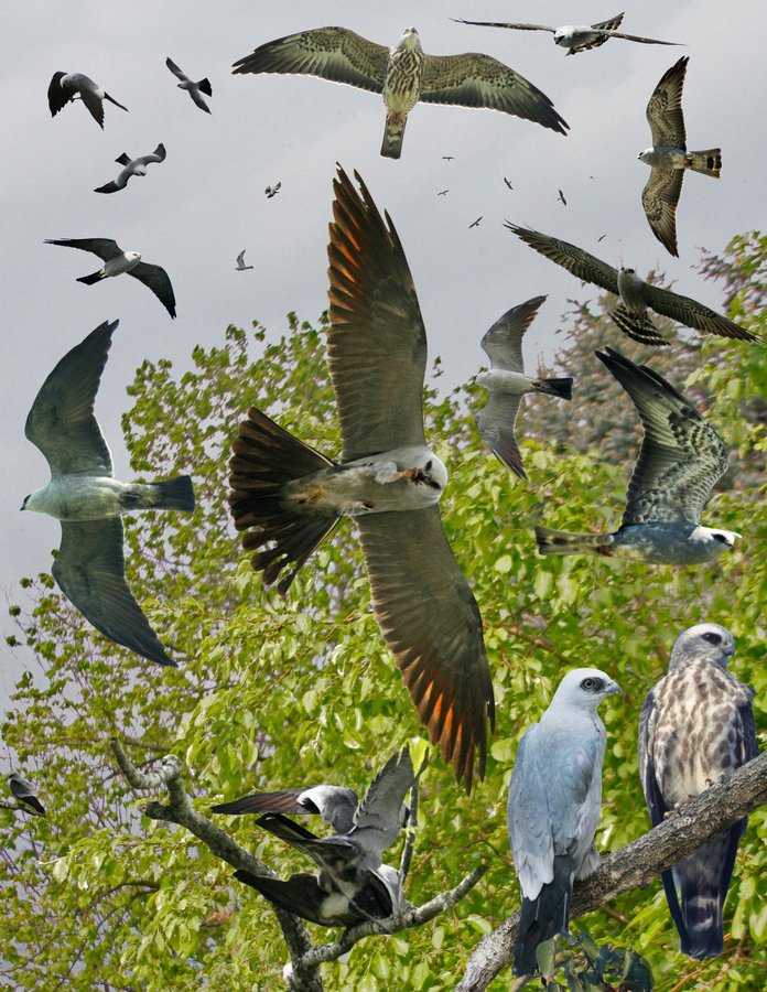 Mississippi Kite 4