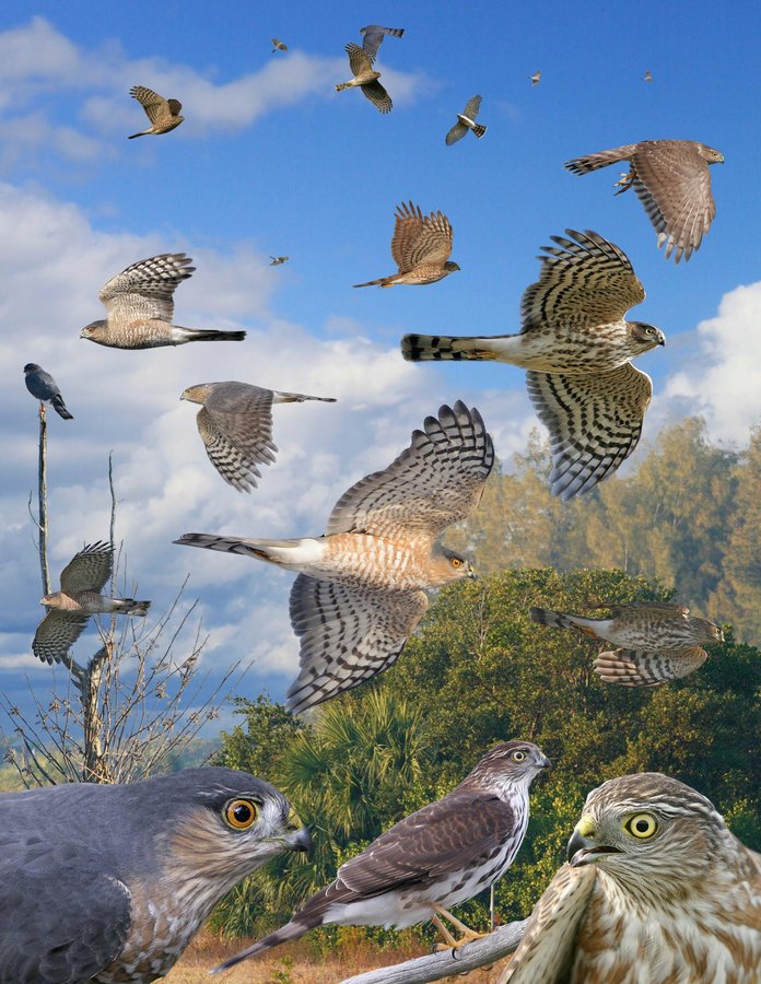 Sharp-shinned Hawk 4