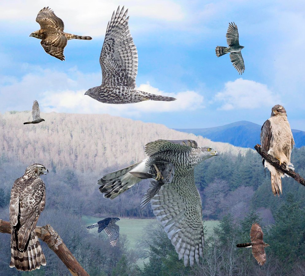 Northern Goshawk 4