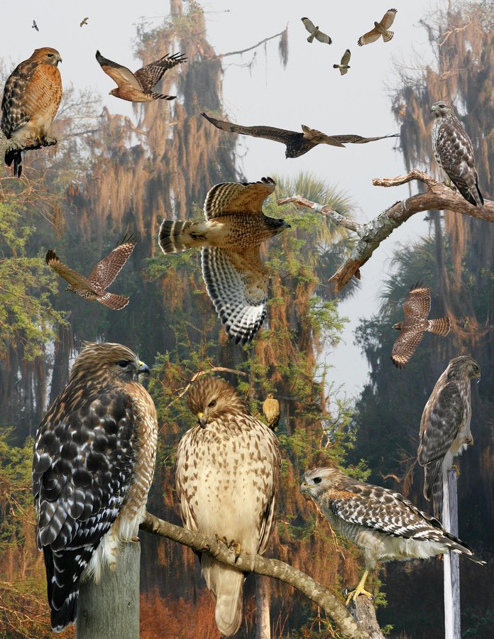 Red-shouldered Hawk 5