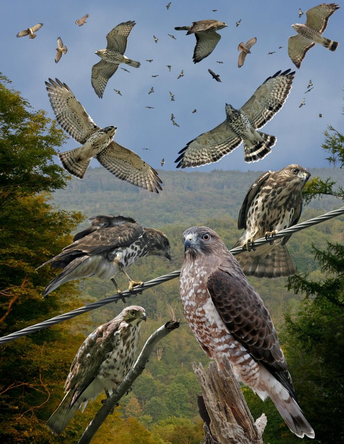 Broad-winged Hawk 5