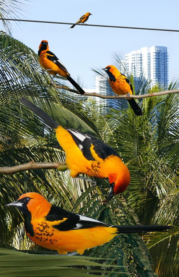 Spot-breasted Oriole 1