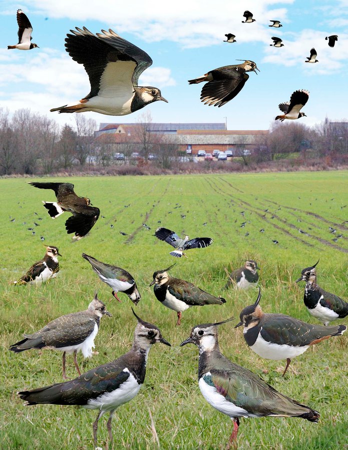 Northern Lapwing 2