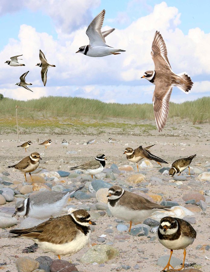 Common Ringed Plover 2