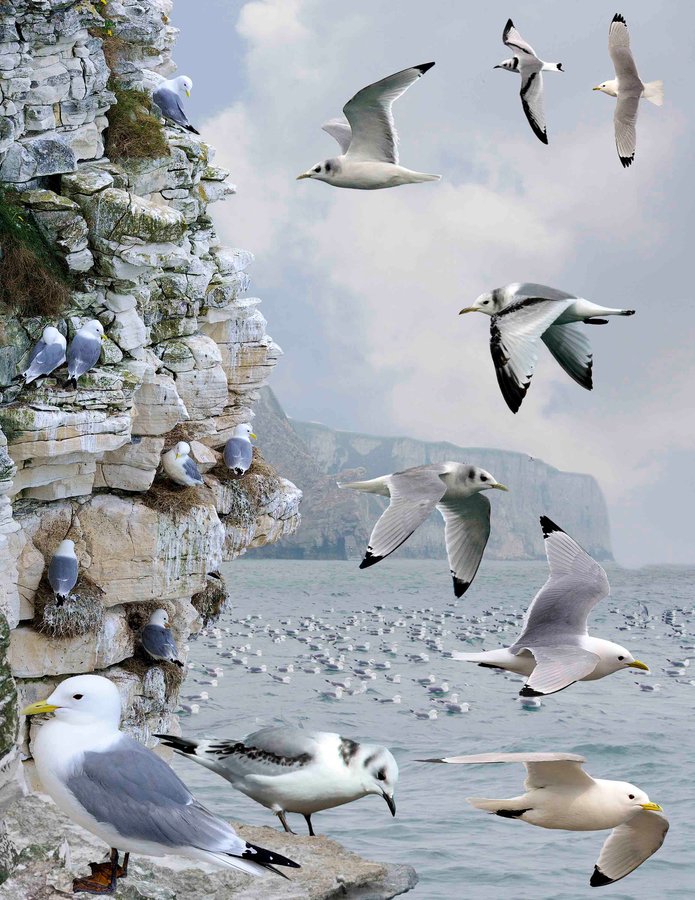 Black-legged Kittiwake 2