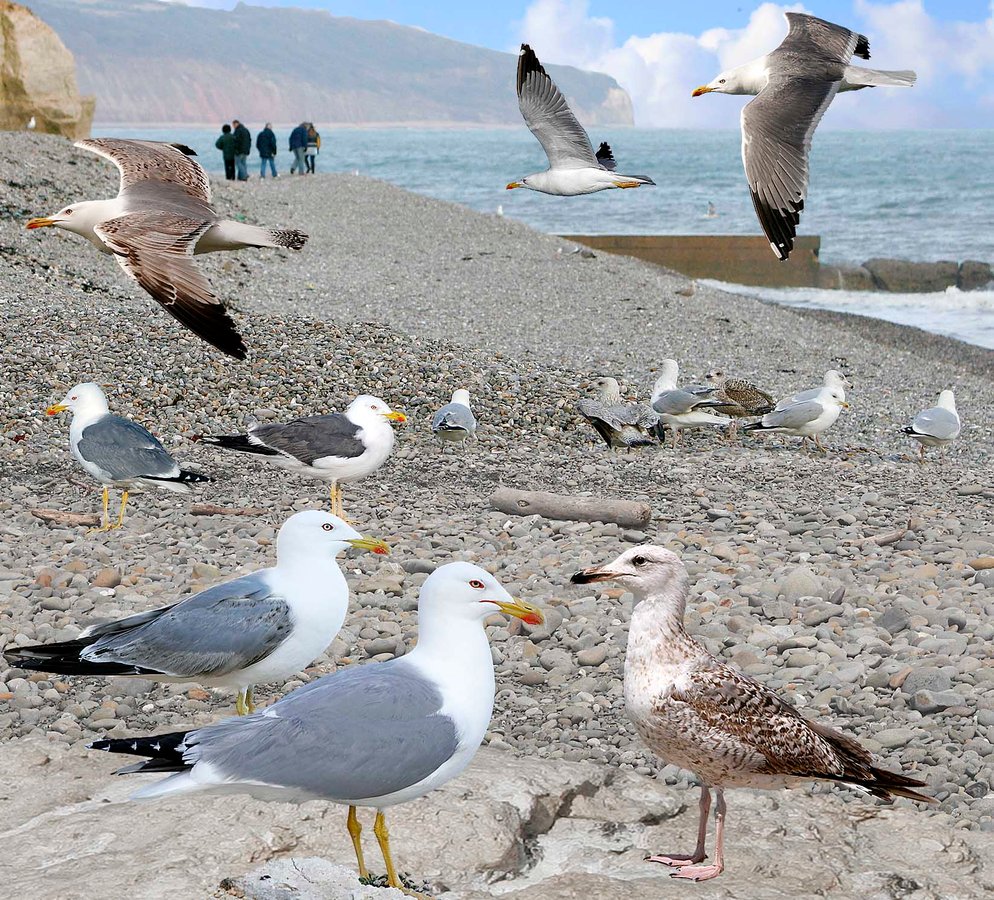 Yellow-legged Gull 2