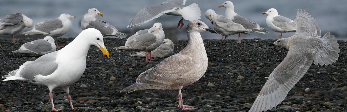Glaucous-winged Gull 1