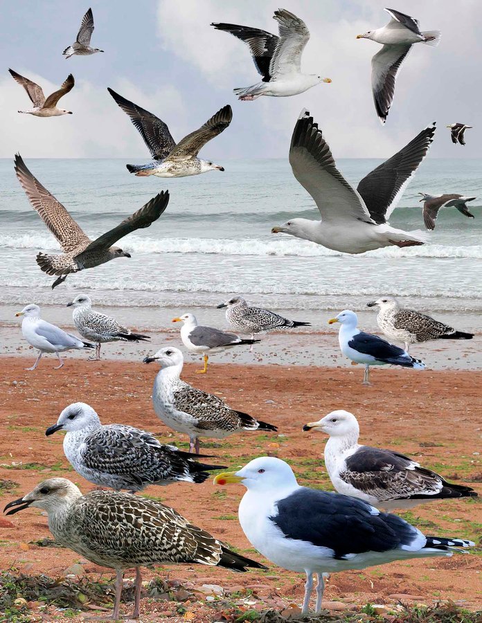 Great Black-backed Gull 2