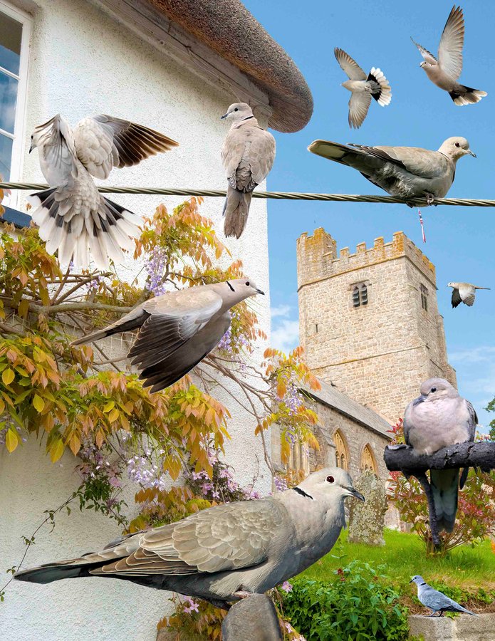 Eurasian Collared-Dove 2