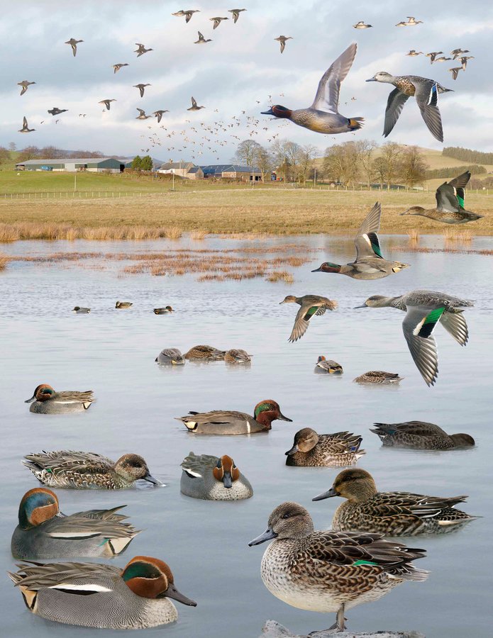 Green-winged Teal 2