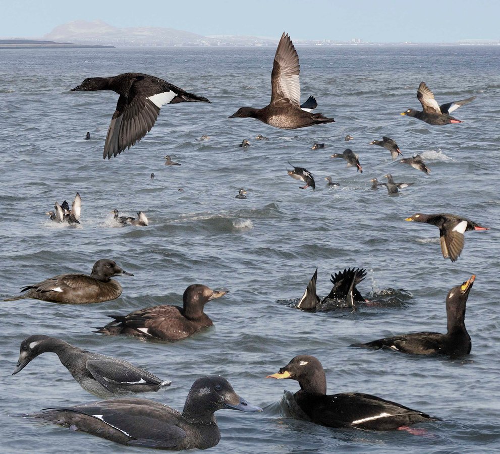 White-winged Scoter 2