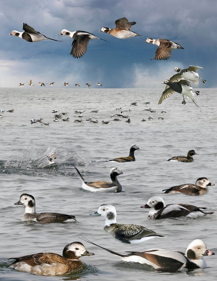 Long-tailed Duck 2
