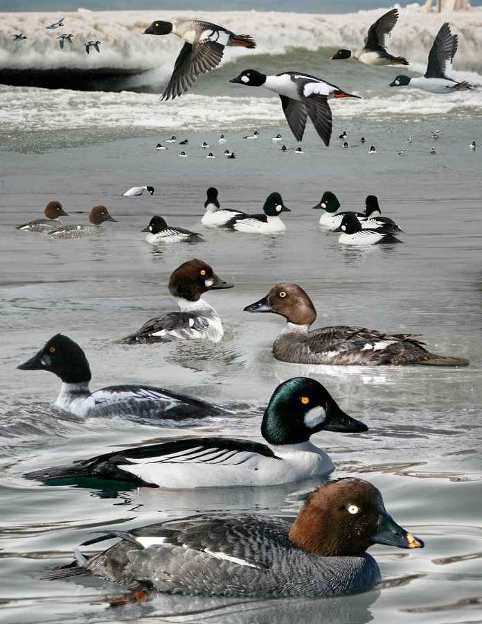 Triangle Duck Common Goldeneye - Crossley ID Guides