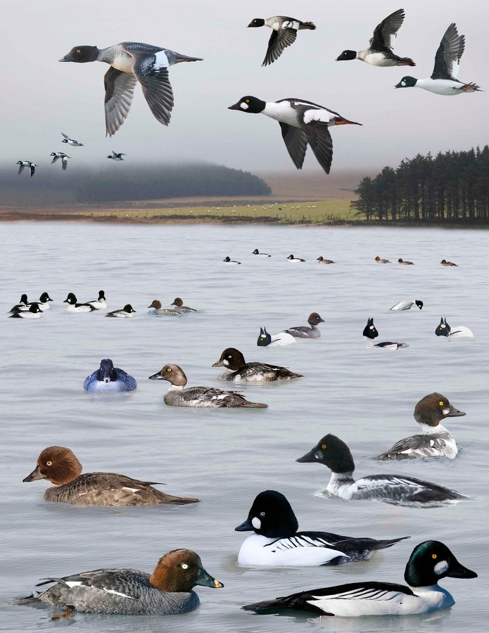 Common Goldeneye 2