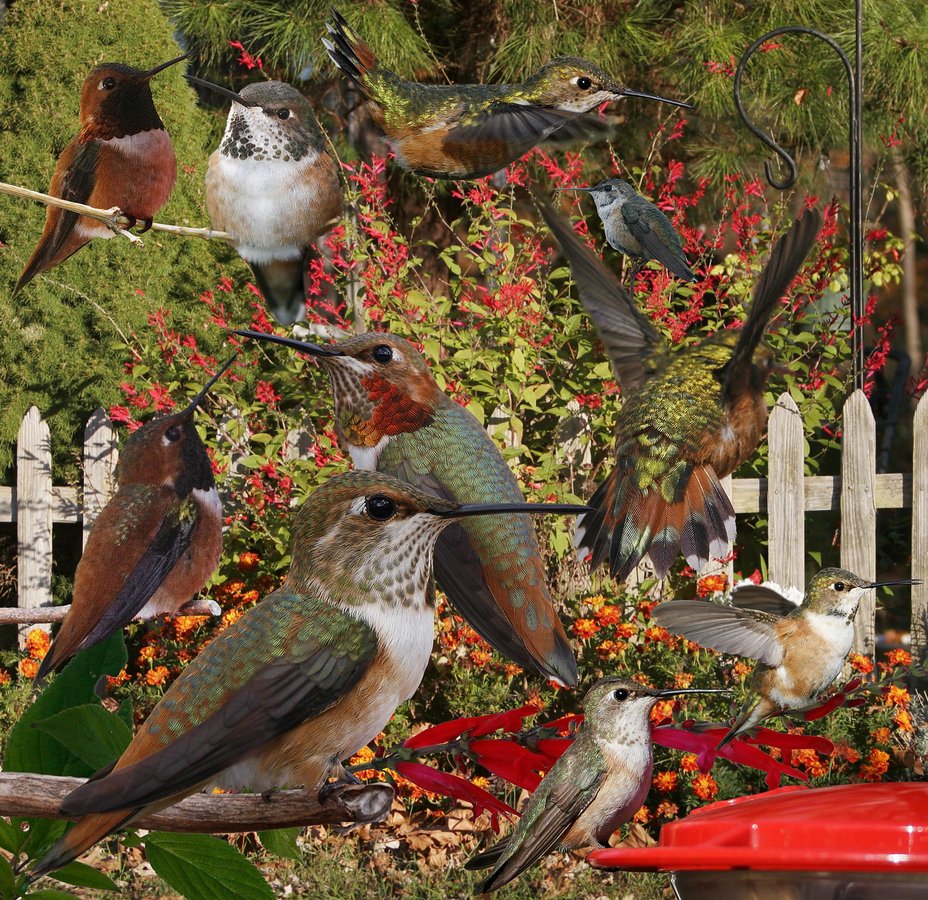 Rufous Hummingbird 1