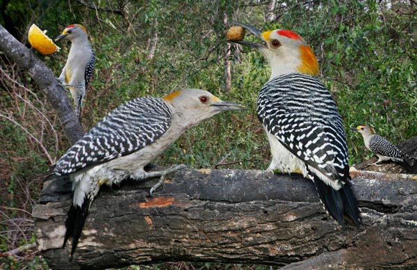 Golden-fronted Woodpecker Melanerpes aurifrons