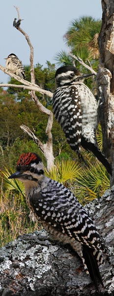 Ladder-backed Woodpecker Picoides scalaris