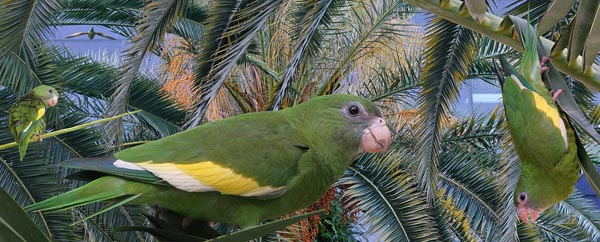 White-winged Parakeet Brotogeris versicolurus