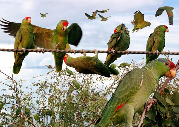 Red-crowned Parrot Amazona viridigenalis