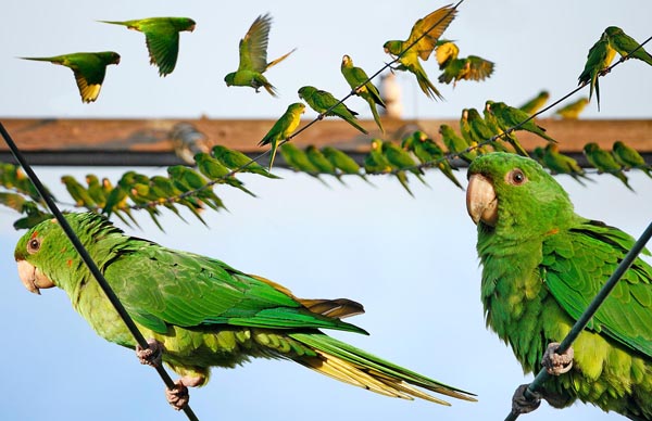 Green Parakeet Psittacara holochlorus