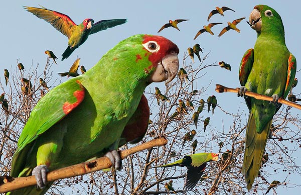 Red-masked Parakeet Psittacara erythrogenys