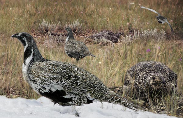 Greater Sage-Grouse Centrocercus urophasianus