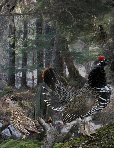 Spruce Grouse Falcipennis canadensis