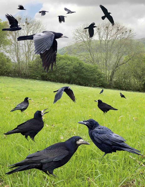 Rook Corvus frugilegus