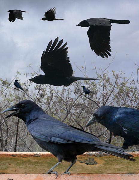 Tamaulipas Crow Corvus imparatus
