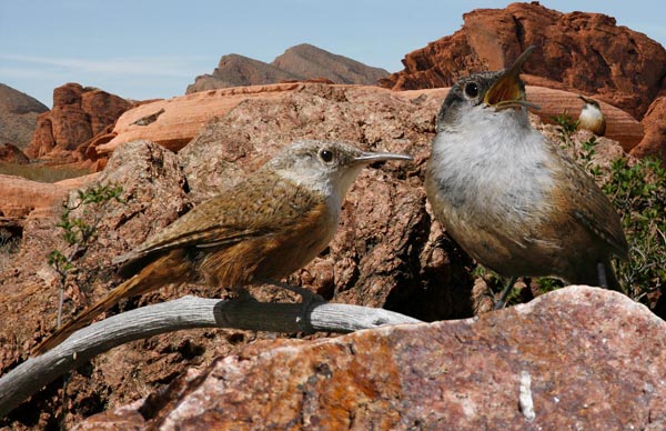 Canyon Wren Catherpes mexicanus