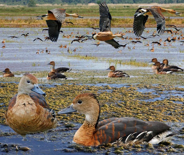 Fulvous Whistling-Duck Dendrocygna bicolor