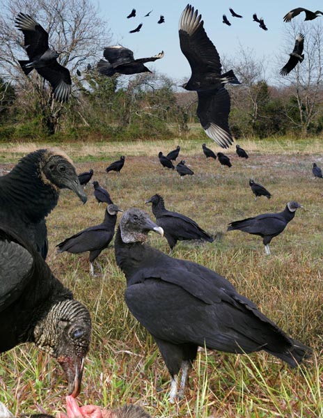 Black Vulture Coragyps atratus
