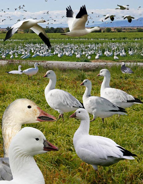 Ross's Goose Chen rossii
