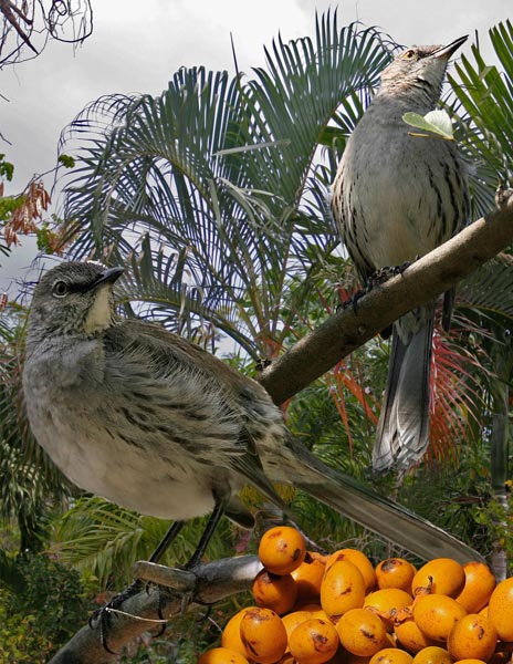 Bahama Mockingbird Mimus gundlachii
