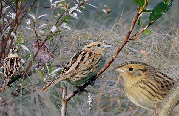 Le Conte's Sparrow Ammodramus leconteii