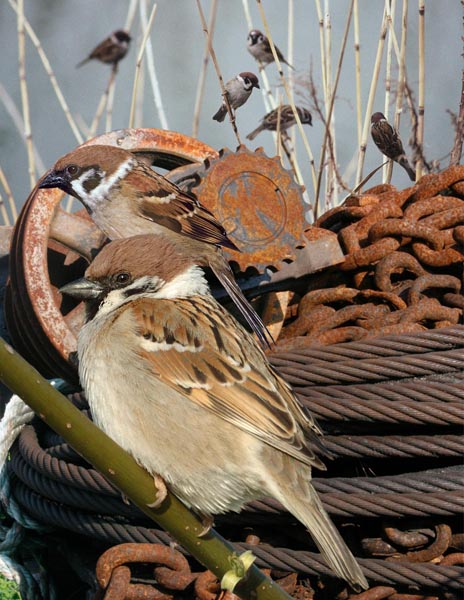 American Tree Sparrow Spizelloides arborea