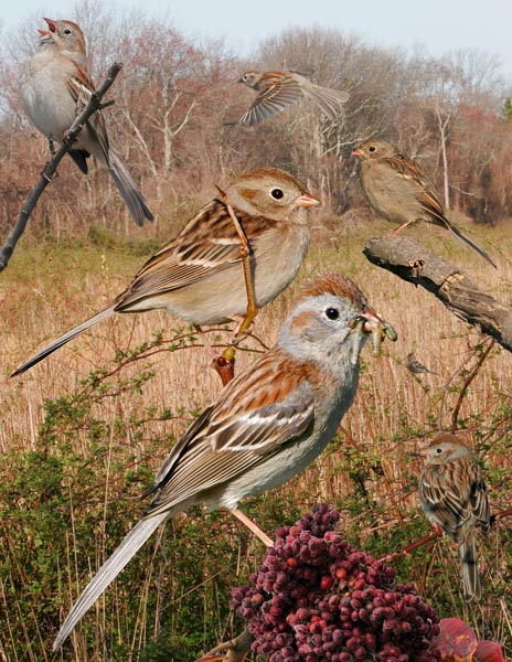 Field Sparrow Spizella pusilla